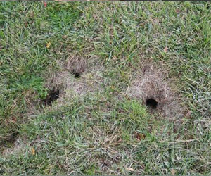 Identifying and Getting Rid of Chipmunk Burrows in Your Yard - What Do