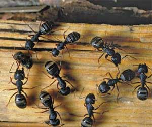 Carpenter Ant Infestation