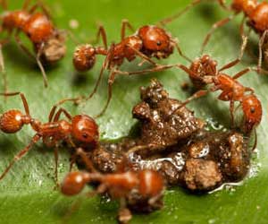 Fire Ant Infestation