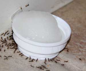 sugar and Borax Ant Trap