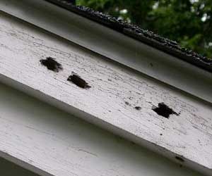 Carpenter Bee Damage