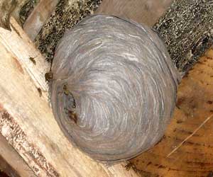 Hornet's Nest