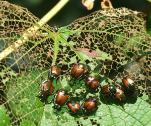 Japanese Beetle Infestation