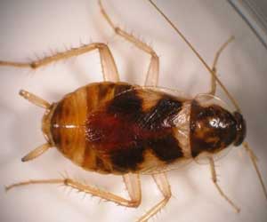 Brown Banded Cockroaches