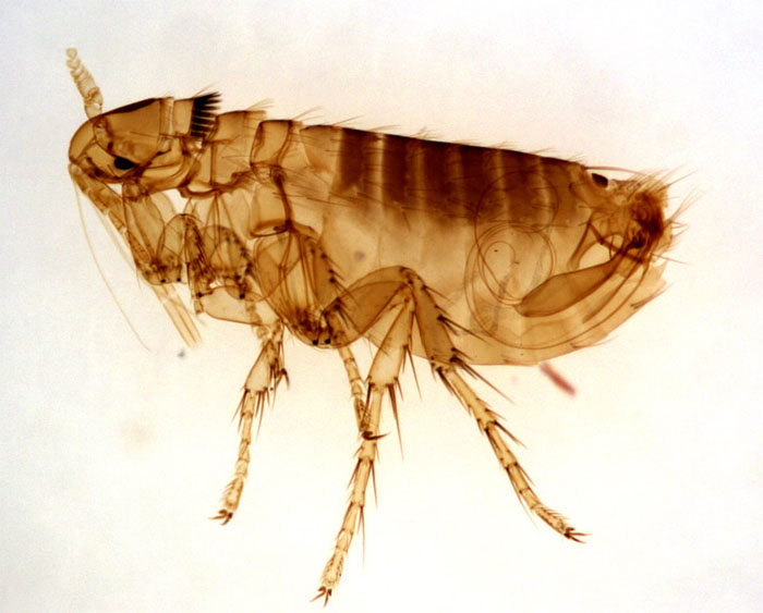 Adult Male Flea