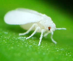 White Fly Infestation