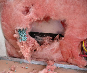Mice Nest in Insulation