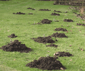 Mole Hills Destroying Yard