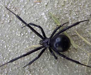 Large Black Widow
