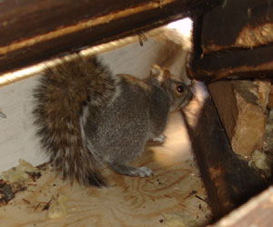 Squirrel in an Attic