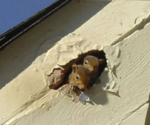 Squirrel Damage in Siding