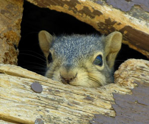 Squirrel in wood nest