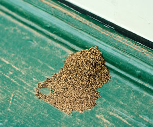 What are the Signs of Termite Damage? How Do I Know That I Have Termites?