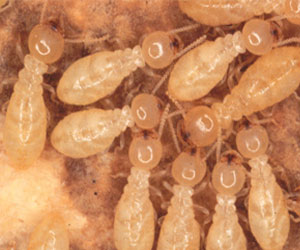 Subterranean Termites