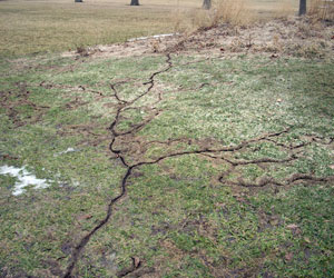 Vole Hills Destroying Yard