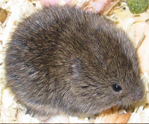 Picture of a Lawn Mole